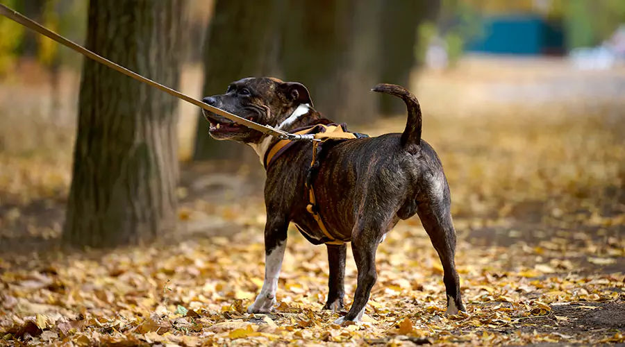 What Are The Laws In Maryland About Leashing Dogs